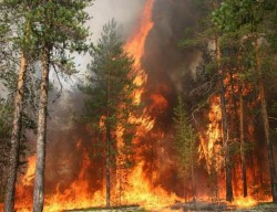 В Амурской области введён режим ЧС В Амурской области введён режим ЧС